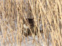 erica kotiutunut 274 : erica kotiutunut